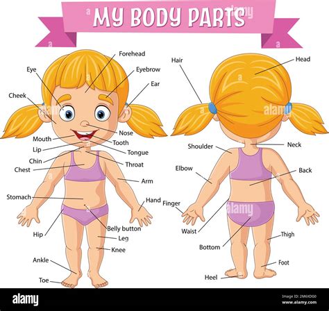 Vocabulary Of Girl Body Parts Stock Vector Image Art Alamy