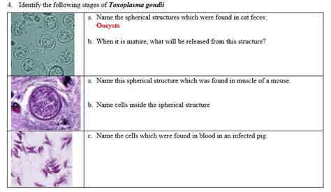 4 Identify The Following Stages Of Toxoplasma Gondii