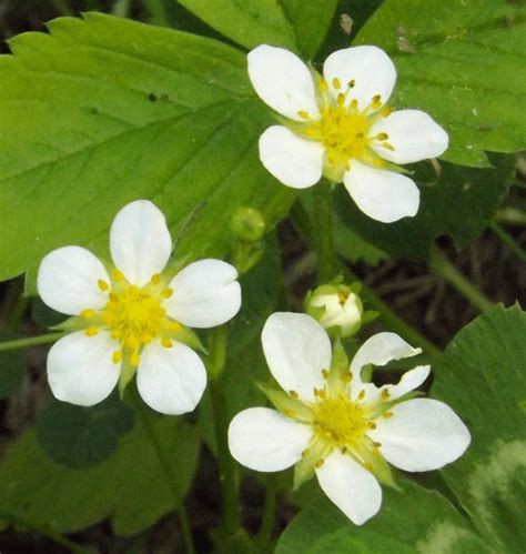 Berry Flowers - A Season by a River