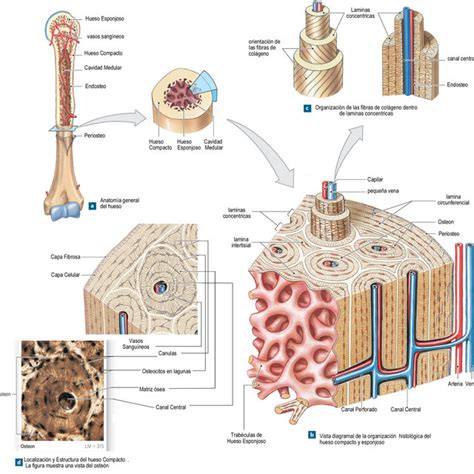 Estructura Del Hueso