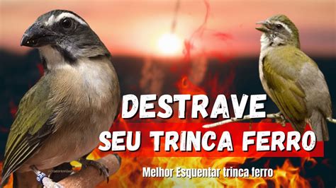 MELHOR TRINCA FERRO TRINCA FERRO CANTANDO ESQUENTAR TRINCA FERRO TRINCA