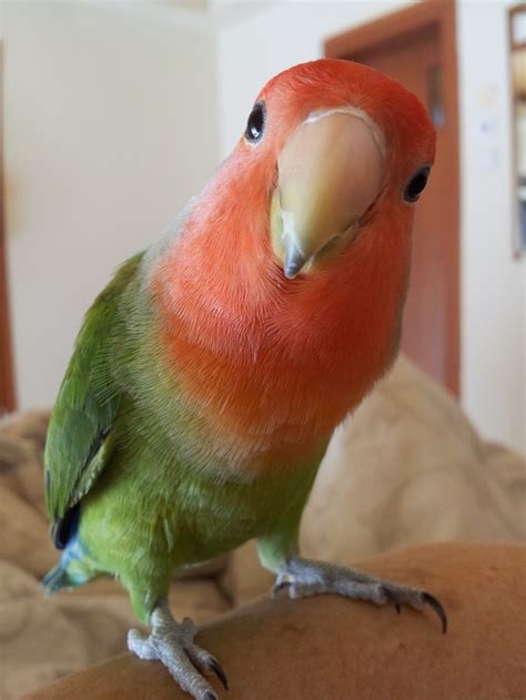 My Love Bird Cute Birds Pet Birds Love Birds Pet