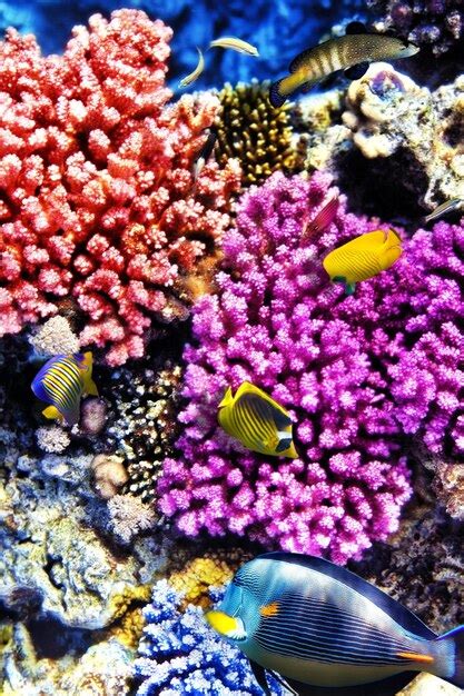 Premium Photo Coral And Fish In The Red Sea Egypt Africa