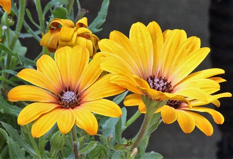 1000 Mixed African Daisy Daisies Dimorphotheca Aka Cape Marigold Flower Seeds Ebay