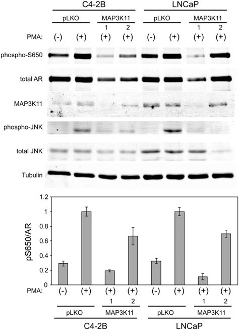 Lncap And C B Cells Were Transduced With Two Independent Shrnas