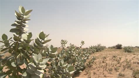 desert plants uae pan-left across green Stock Footage Video (100% ...