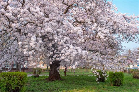 How To Grow Yoshino Cherry Trees Prunus × Yedoensis