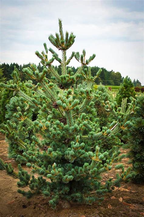 Japanese White Pine Trees For Sale Online The Tree Center