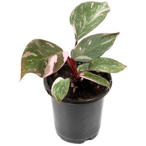 Cottage Farms Direct Houseplants Pink Princess Philodendron