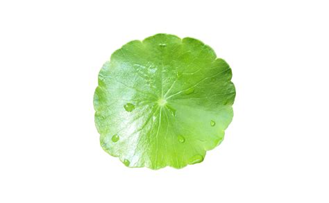 Isolated Gotu Kola Asiatic Pennywort Centella Asiatica Ayurveda Leaf