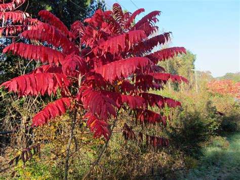 Using Georgia Native Plants Sumac Roadsides Rowdy Rhus