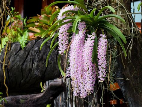 43 Most Popular Types Of Orchid Plants Petal Republic