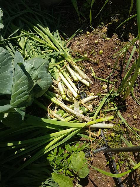 prassa temenh agaphmenh