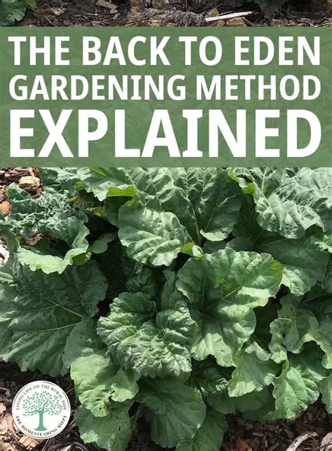 The Back To Eden Gardening Method Explained