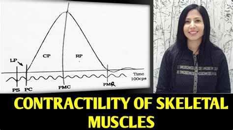 Simple Muscle Curve Contractility Properties Of Skeletal Muscles