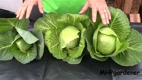 Growing Cabbage 7 Steps How Grow And Harvest Cabbage