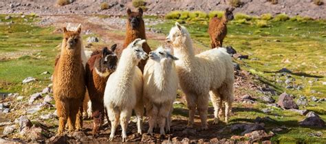 Lamas Und Alpakas