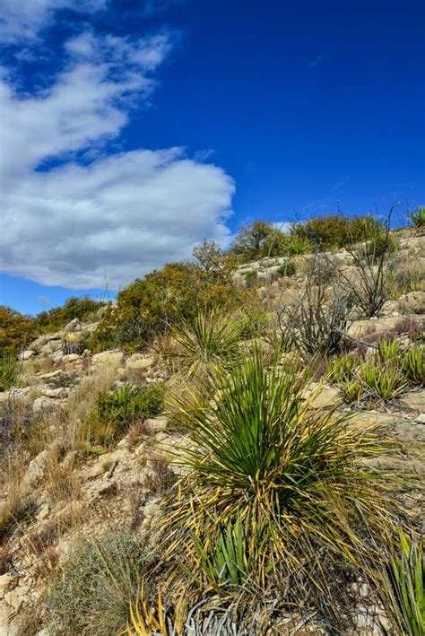 Agave Yucca Cacti And Desert Plants In A Mountain Valley Landscape In