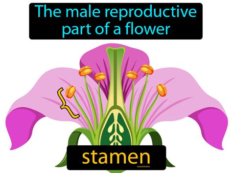 Stamen Definition & Image | GameSmartz