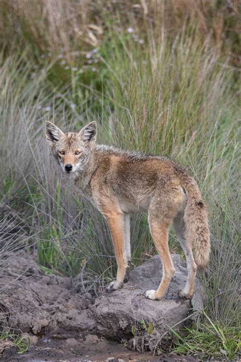 Albino Coyote