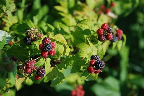 Growing Raspberries A Complete Guide On How To Plant Grow And Harvest Raspberries