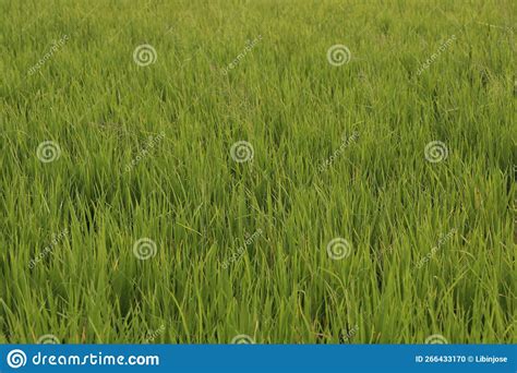 Paddy Field Yellow Rice Paddy In Field Ready For Harvest Paddy Rice