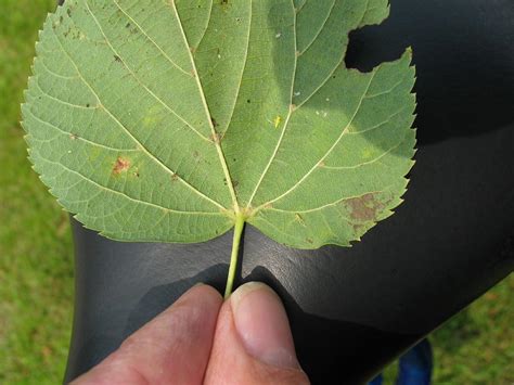 Tilia X Vulgaris Tilia Europaea Common Linden Dutch Treeguide At