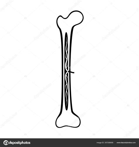 Human bone anatomy Stock Vector by ©Pikovit 357208090