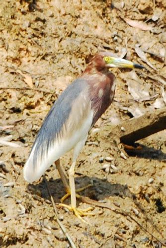 Chinese Pond Heron Birds Of Singapore · Inaturalist