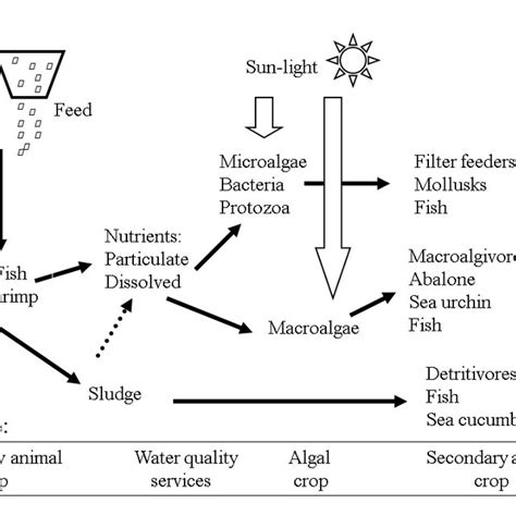 A Diagram Of Optional Nutrient Pathways To Crops And Waste In The