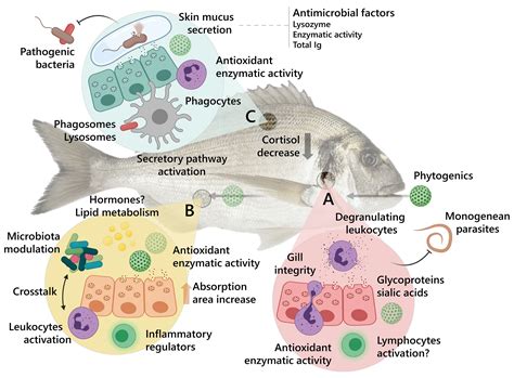 Frontiers Phytogenic Bioactive Compounds Shape Fish Mucosal Immunity