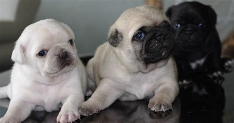 Pin By Bailey Puggins The Pug On White Pug Puppies Cute Pugs Pug