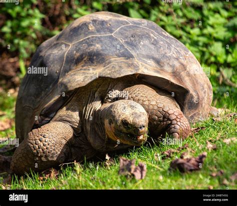 La tortue géante des Galapagos habitante emblématique de larchipel