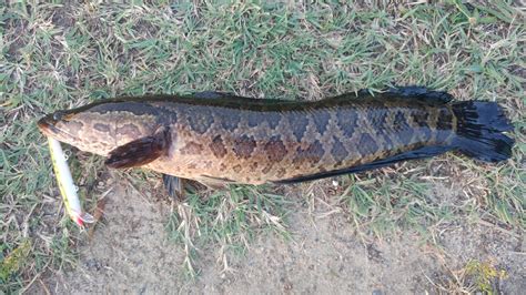 Snakehead found in Missouri - Page 2 - Conservation Issues - OzarkAnglers.Com Forum