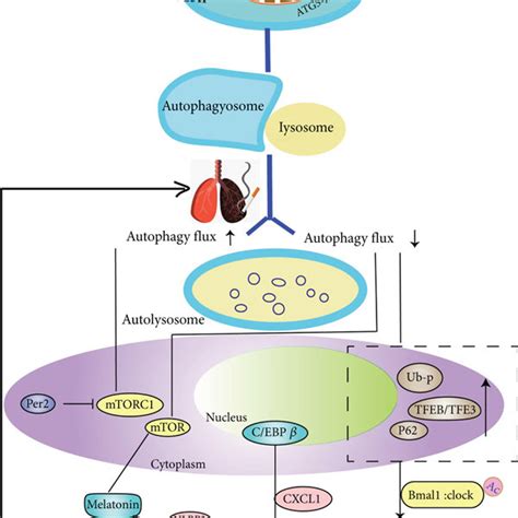 The Regulation Of Circadian Rhythm In The Lung The Peripheral Clock