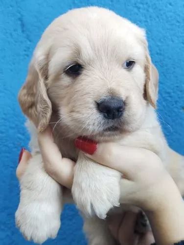 Golden Retriever Filhote Macho Legítimo Pedigree Parcelamento sem