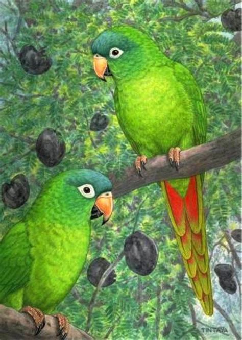 Im Genes Arte Pinturas Loros Al Leo Arte De Aves Pinturas De Aves