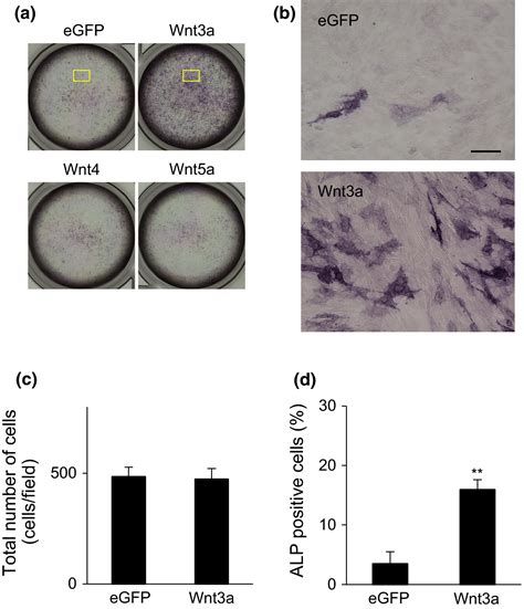 Involvement Of Mir P In Wnt A And Tgf Signaling Pathways During