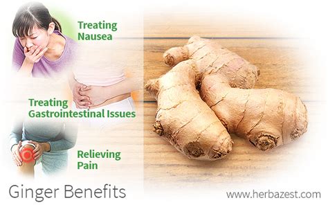 Ginger Health Benefits Herbazest