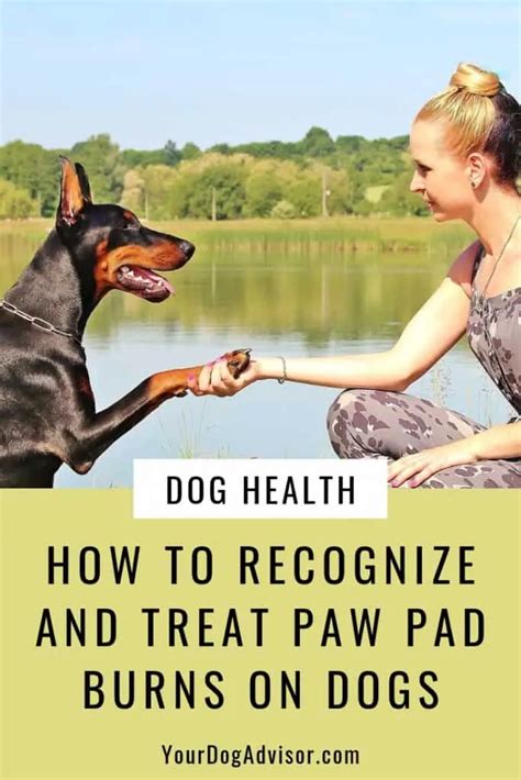 How To Recognize And Treat Paw Pad Burns On Dogs - Your Dog Advisor