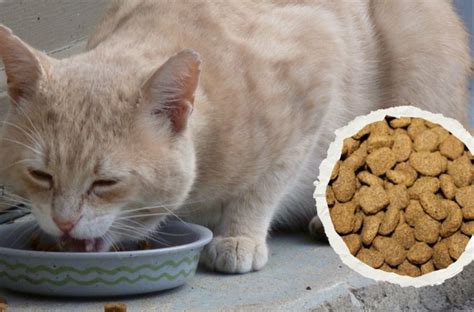 Las Croquetas Para Gato M S Baratas Y Mejores Que Las De Nupec Y Purina