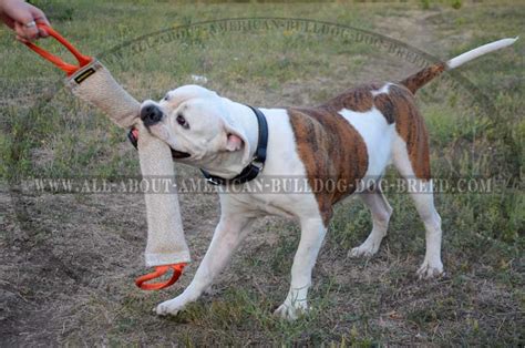 Huge American Bulldog bite tag with two sturdy handles [TE14#1095 Jute ...