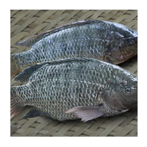 Hot Selling Price Frozen Fish Tilapia Whole Red Tilapia Fish In Bulk