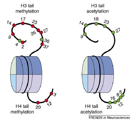 Tail Methylations Left And Acetylations Right Of Histones H3 Top