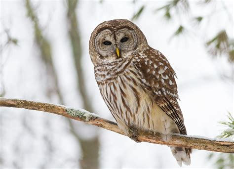 Barred Owl Searsmont Waldo Co Maine December 13 2016 Fyn