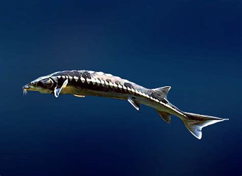 Acipenseridae - sturgeons | Wildlife Journal Junior