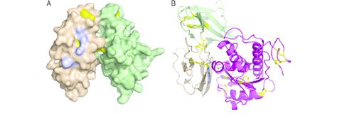 Rigid Body Models Of The Cd79acd79b Heterodimer A And The Download Scientific Diagram