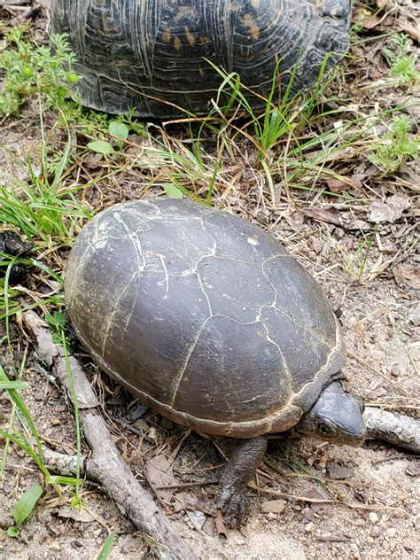Mud Turtle Care 101: Complete Guide to Tank Size, Breeding, and Disease