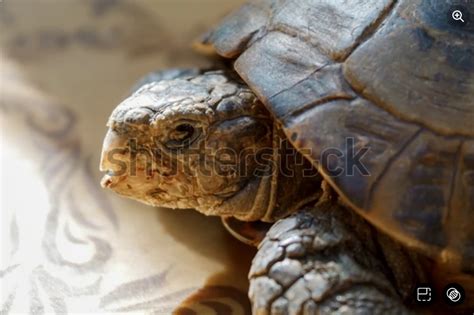 How To Trim Tortoise Beak A Complete Guide