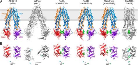 Structures Of Abcb A Human Atp Binding Cassette Transporter In Apo